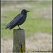 Crow on Post