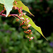 Acer davidii 'Serpentine ' groupe des jaspés