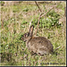 Wild Rabbit at Langstone Harbour