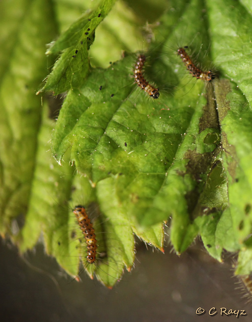 Patio Life: Vapourer Caterpillars
