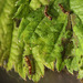 Patio Life: Vapourer Caterpillars