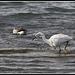 Little Egret at Langstone Harbour
