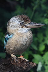 Blauflügelkookaburra (Zoo Landau)