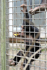 Schimpansenfütterung (Tierpark Schwaigern)