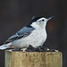 Nuthatch with a mohawk
