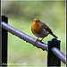 Robin on metal fence