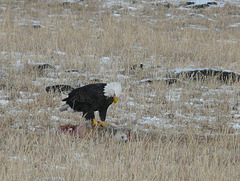 Bald Eagle with Coyote
