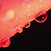 Red droplets