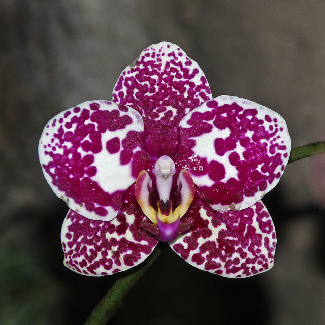 An orchid for YOU