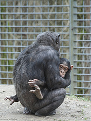 Schimpansen (Tierpark Schwaigern)