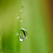 Droplets on green