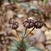Spotted Wintergreen Seed Pods