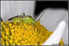 Green bug on daisy
