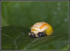 Stages of a Ladybird