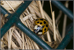 Stages of a Ladybird