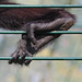 Fuß eines Braunkopfklammeraffen (Zoo Landau)