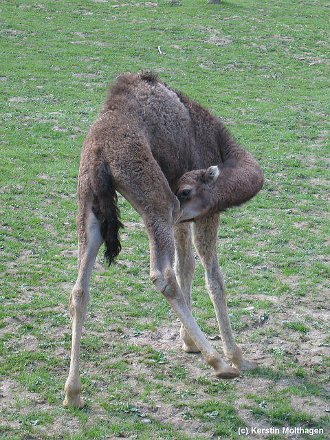 junges Dromedar (Opel-Zoo)