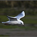 Gull in flight - River Hamble