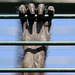 Hand eines Braunkopfklammeraffen (Zoo Landau)