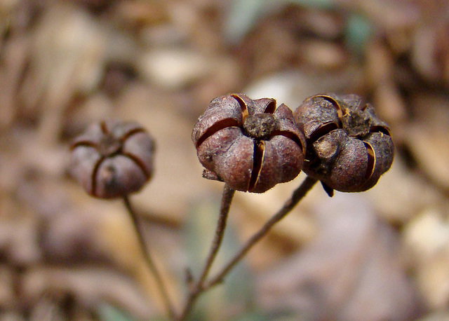 Spotted Wintergreen Seed Pods