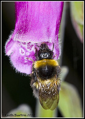 Bee on foxglove