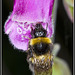 Bee on foxglove