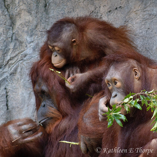 Orangutan Family - No rest for a weary dad!