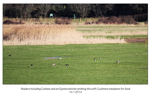 Curlews, Oystercatcher & other waders - Cuckmere - 14.1.2014