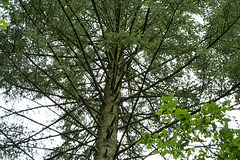 Tree in the Waldfriedhof in Aix-la-Chapelle
