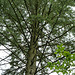 Tree in the Waldfriedhof in Aix-la-Chapelle