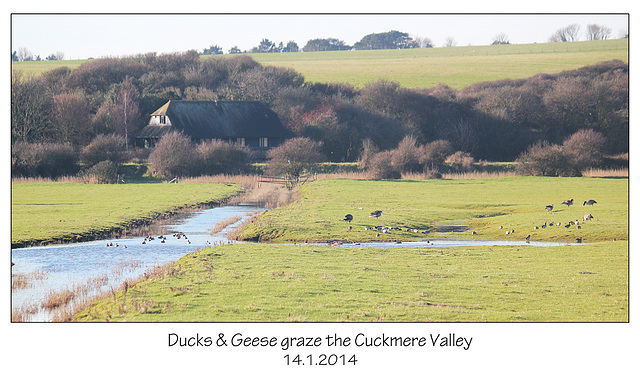 Ducks & grazing geese - Cuckmere - 14.1.2014