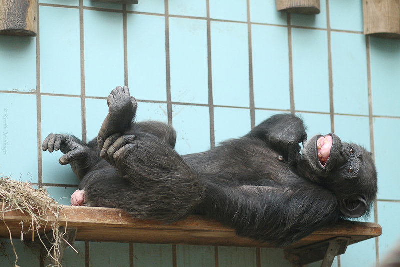 Schimpansin (Zoo Landau)