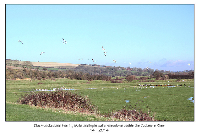 Gulls landing Cuckmere 14 1 2014
