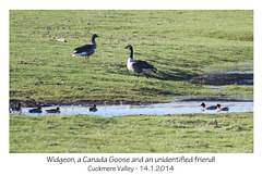 Widgeon, Canada and another Goose Cuckmere 14 1 2014