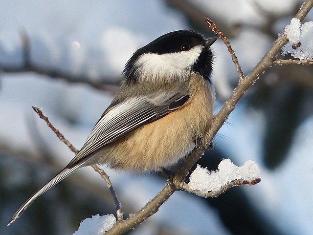 You can always count on a Chickadee