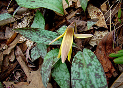 Trout Lily aka Dogtooth Violet
