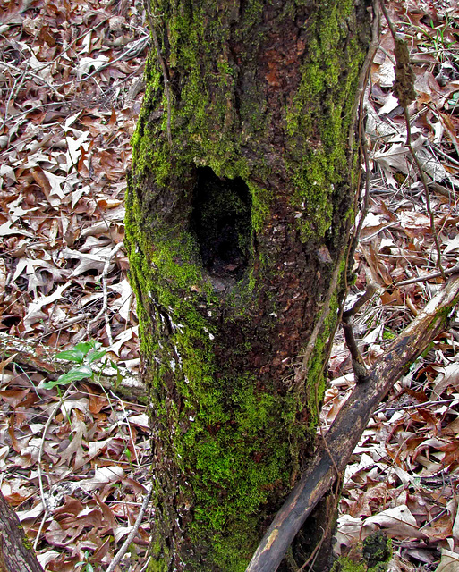 Mossy Trunks with Holes