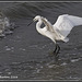 Little Egret - River Hamble