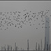 Flock of birds - River Hamble