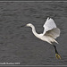 Little Egret - River Hamble
