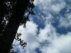 Árbol y cielo en el Parque