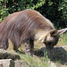 Braune Hyäne (Opel-Zoo)