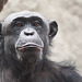 Schimpansin (Zoo Landau)
