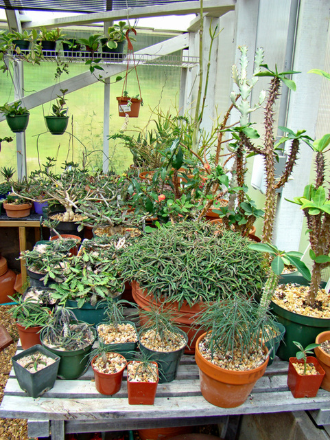 Greenhouse plants 1