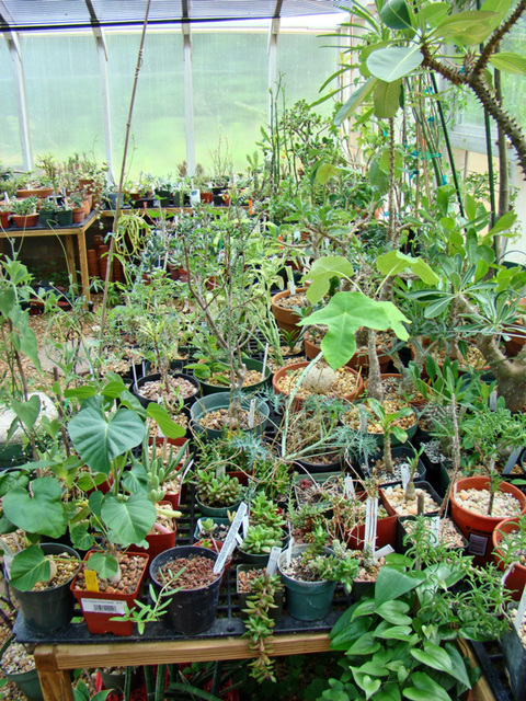 Greenhouse plants 3