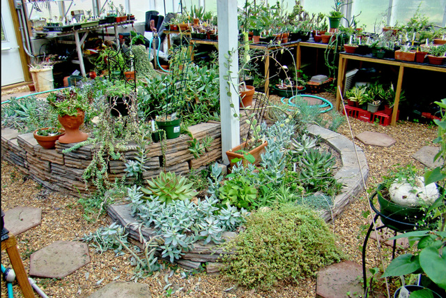 Greenhouse in ground plants 1