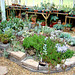 Greenhouse in ground plants 2