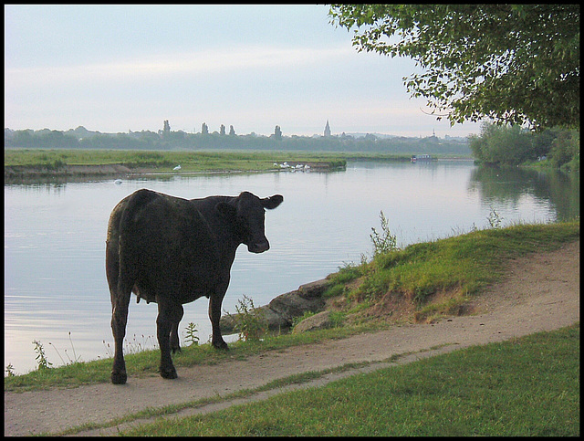 cow on the Thames Path