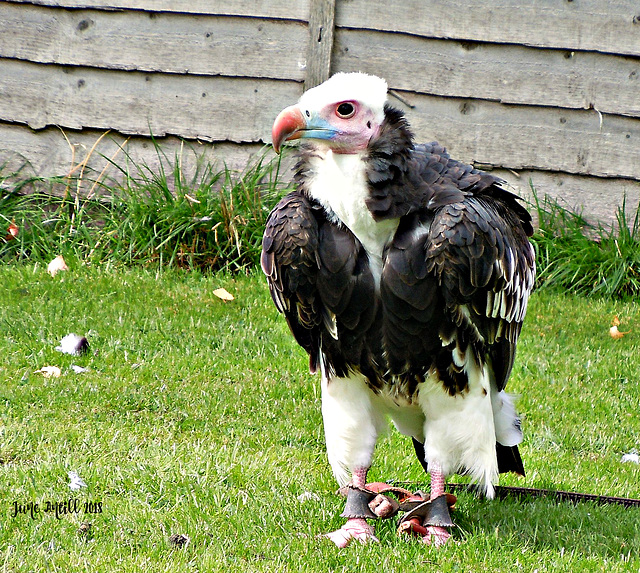 White Headed African Vulture