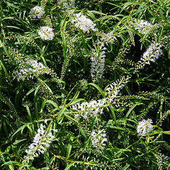 Hebe salicifolia 'Spender's Seedling'